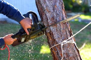 An electric chainsaw is being used to cut down a tree that was killed by a hurricane in Florida.