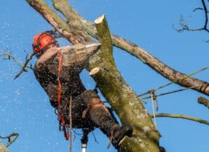 Chainsaw in use by a tree surgeon