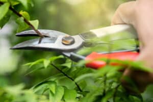 shears to cut branches