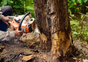 Man with chainsaw cutting tree