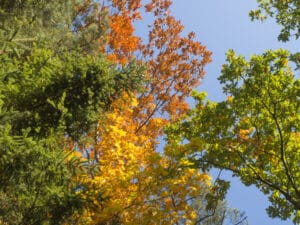 autumn colored tree crowns